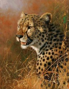 African Cheetah Paint By Numbers