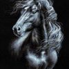 Black And White Horse Paint By Number