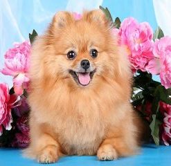 Brown Pomeranian Paint By Number