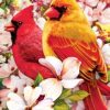 Cardinals Birds Paint By Number