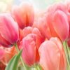 Coral Pink Tulip Paint By Number