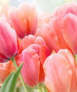 Coral Pink Tulip Paint By Number