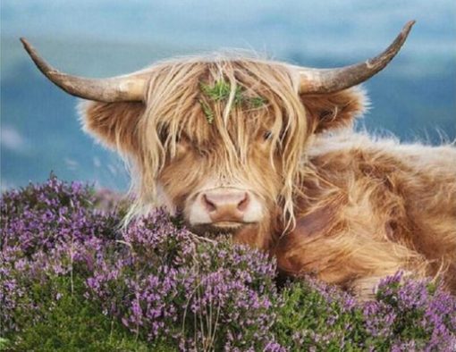 Highland Cow In The Heather Paint By Number