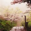 Japanese Cherry Blossom Garden Paint By Number