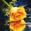 Orange Rose On Water Paint By Numbers