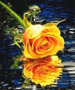 Orange Rose On Water Paint By Numbers