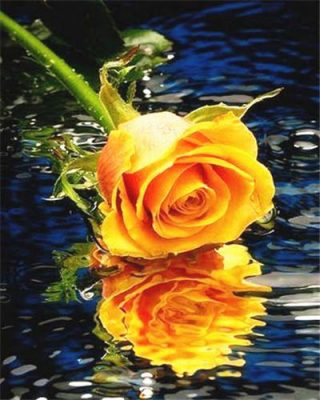 Orange Rose On Water Paint By Numbers