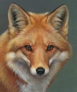 Peyan Fox Paint By Number