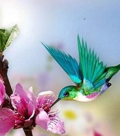 Pretty Hummingbird Paint By Number