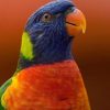 Rainbow Lorikeet Parrot Paint By Number