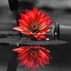Red Flower On Water Paint By Number