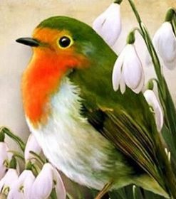 Robin Bird Paint By Number