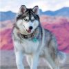 Siberian Husky Dog Paint By Number