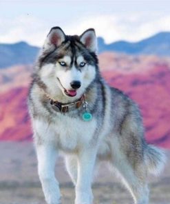 Siberian Husky Dog Paint By Number