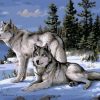 Snow Gray Wolves Paint By Numbers
