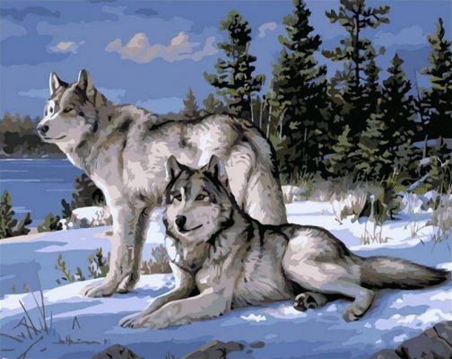 Snow Gray Wolves Paint By Numbers