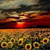 Sunflower Field At Sunset Paint By Number