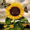 Sunflower And Butterflies Paint By Number