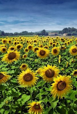 Sunflower Field Paint By Number