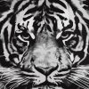 Tiger In Black And White Paint By Number