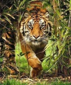 Tiger In The Bush Paint By Number