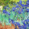 Vincent Van Gogh Irises Paint By Number