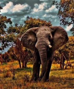 Wild Elephant Paint By Number