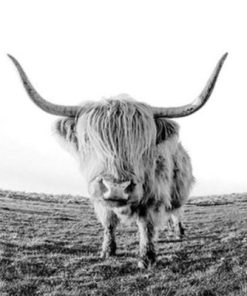 Wild Highland Cow Paint By Number