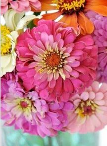 Zinnia Flowers Paint By Number