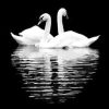 Black White Swan Reflection Paint By Number