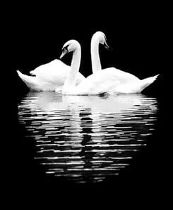 Black White Swan Reflection Paint By Number