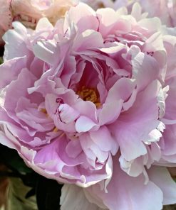 Common Peony Paint By Number