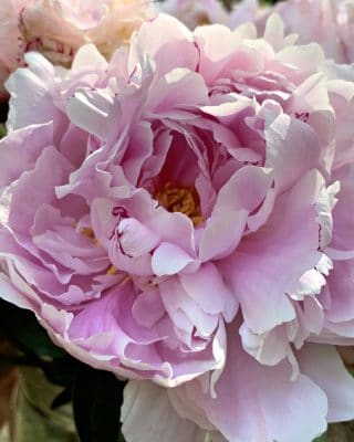 Common Peony Paint By Number