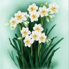 Daffodil Flowers Paint By Number