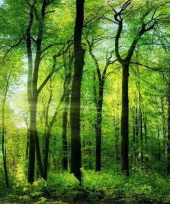 Green Summer Trees Paint By Number