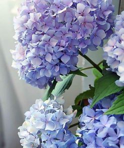 Happily Hydrangea Paint By Number