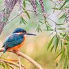 Kingfisher Birds Paint By Number