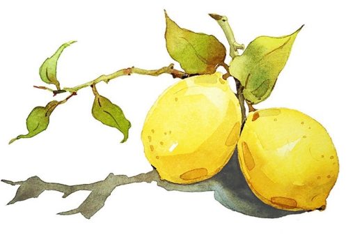 Lemons Still Life Paint By Number