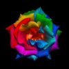 Rainbow Rose Paint By Number