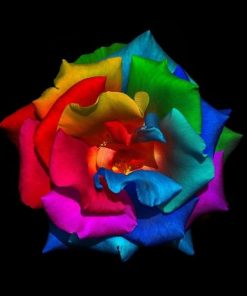 Rainbow Rose Paint By Number