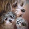 Shih Tzu Dogs Paint By Number