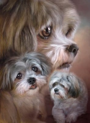 Shih Tzu Dogs Paint By Number