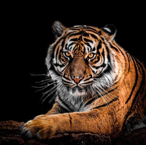 Strong Bengal Tiger Paint By Number