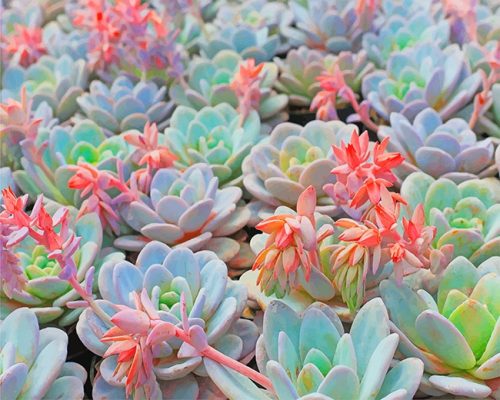 Succulent Plant Paint By Number