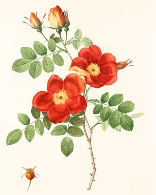 Austrian Briar Paint By Number