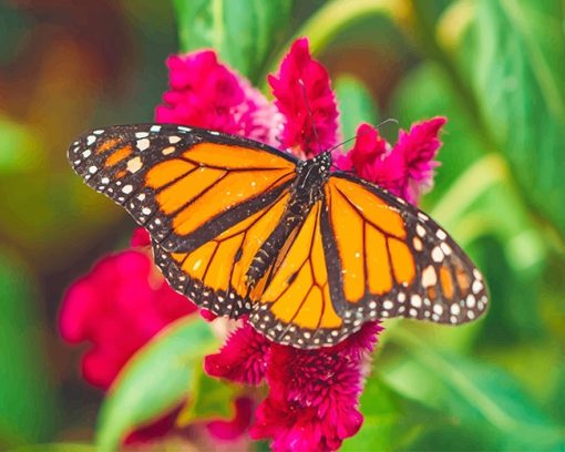 Monarch Butterfly Paint By Number