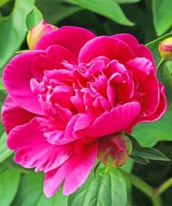 Pink Peony Paint By Number