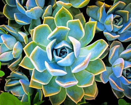 Succulent Plant Paint By Number