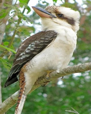 Kookaburra On Branch Paint By Number