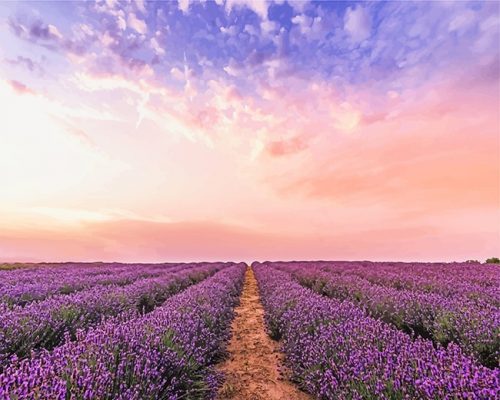 Lavender Field Paint By Number